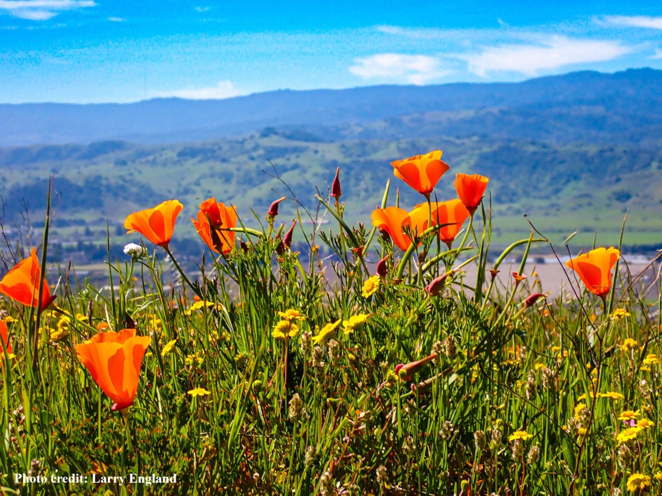 California golden poppies on a hill overlooking Coyote Valley