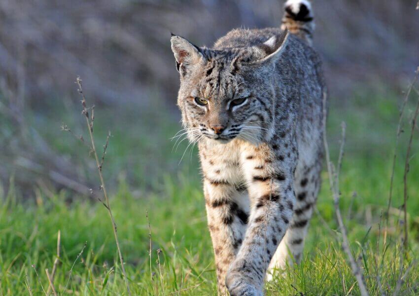 A bobcat walking through grass