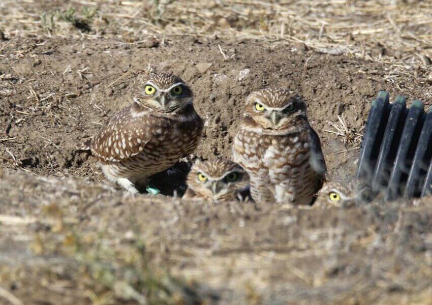 Burrowing owl family