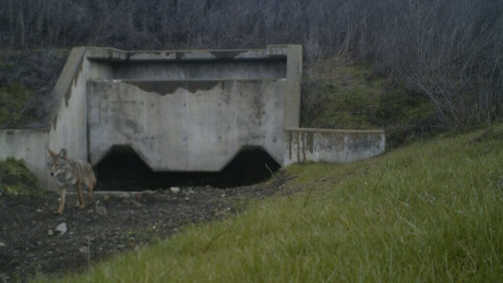 Coyote Valley Wildlife Undercrossing