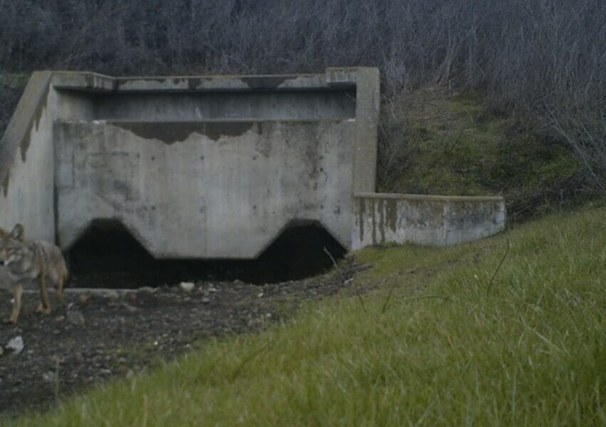 Coyote Valley Wildlife Undercrossing