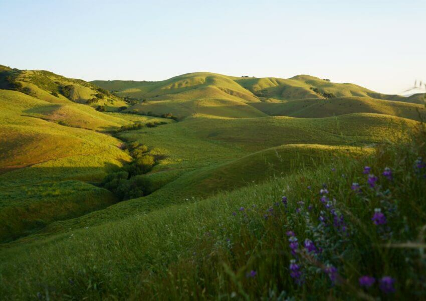 grassy hillsides and flowers at Juristac