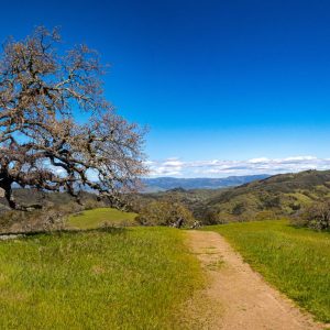 trail through grasslands with a tree on the left