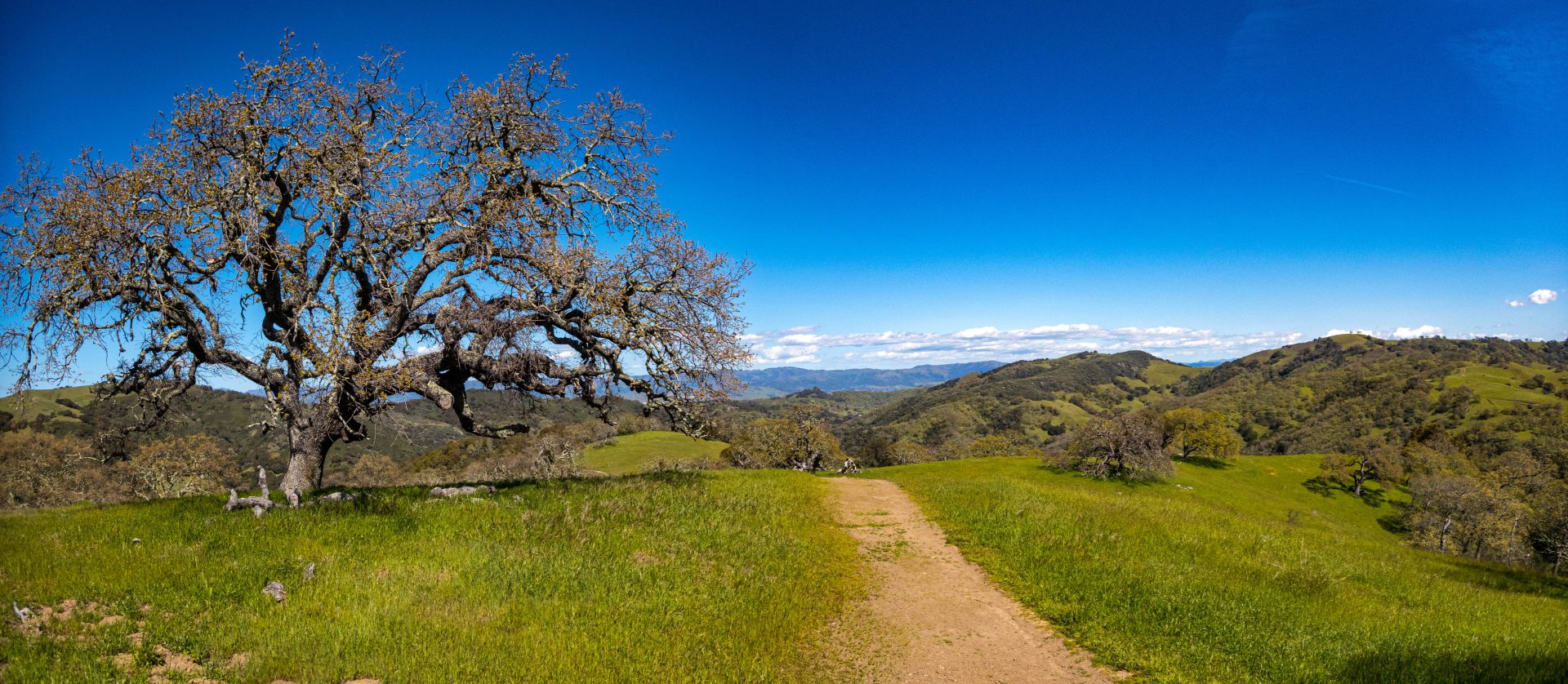 trail through grasslands with a tree on the left