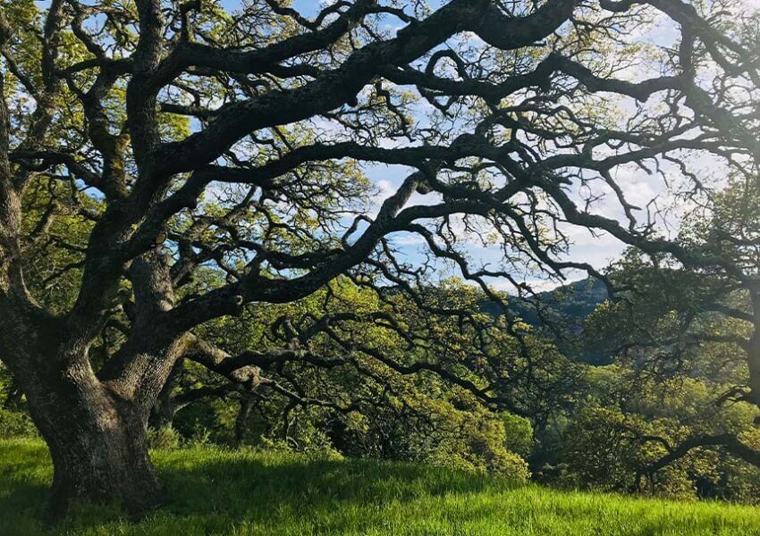 A great oak tree and grass