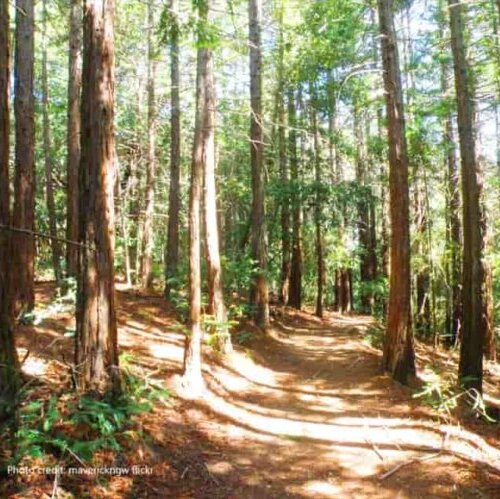 forest path at Huddart Park