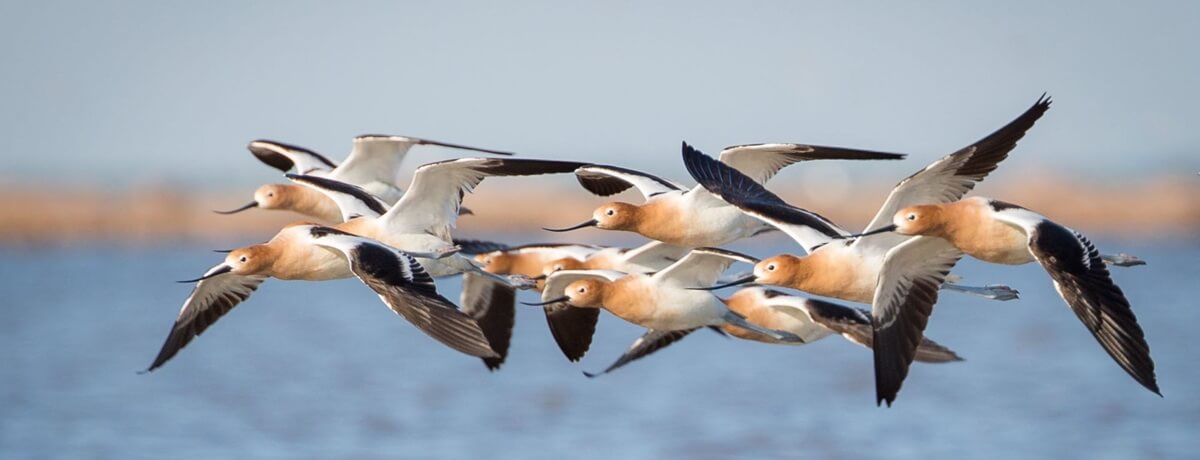 American avocets flying over water