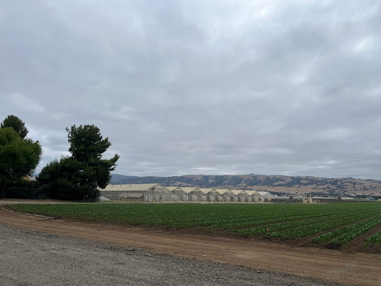 Farmland in Gilroy with hot houses and rows of crops
