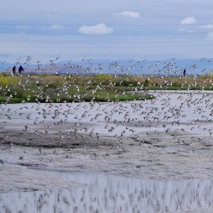 birds flying across bay