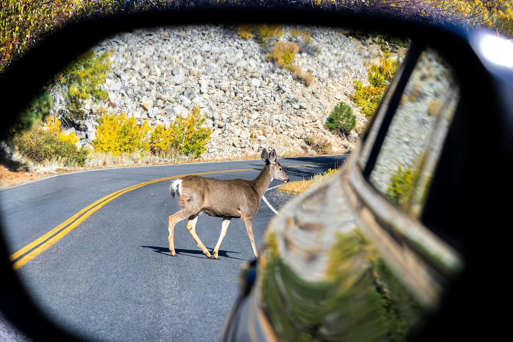 A deer in the rear view mirror of a vehicle