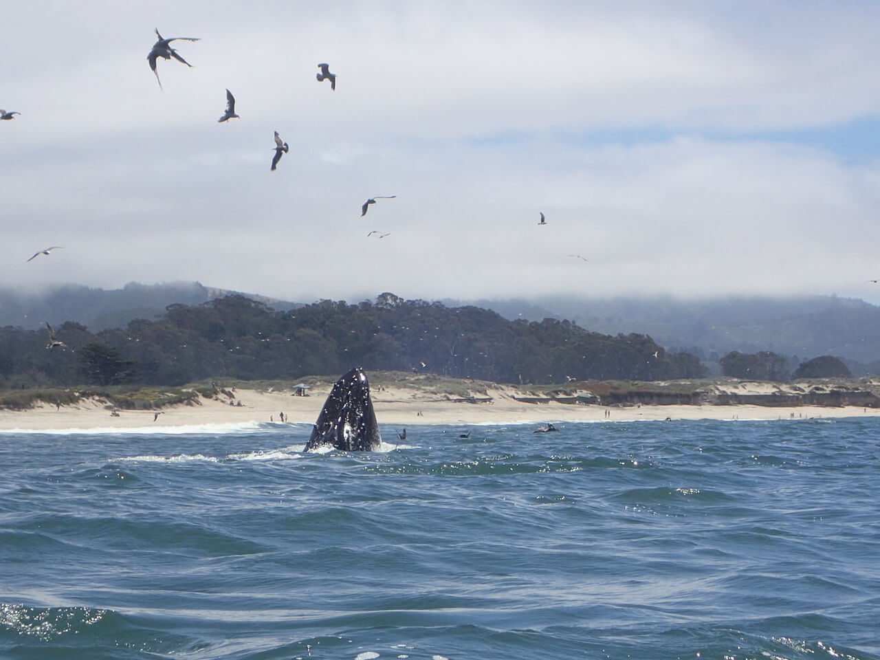 A whale breaching the water with the beach in the background