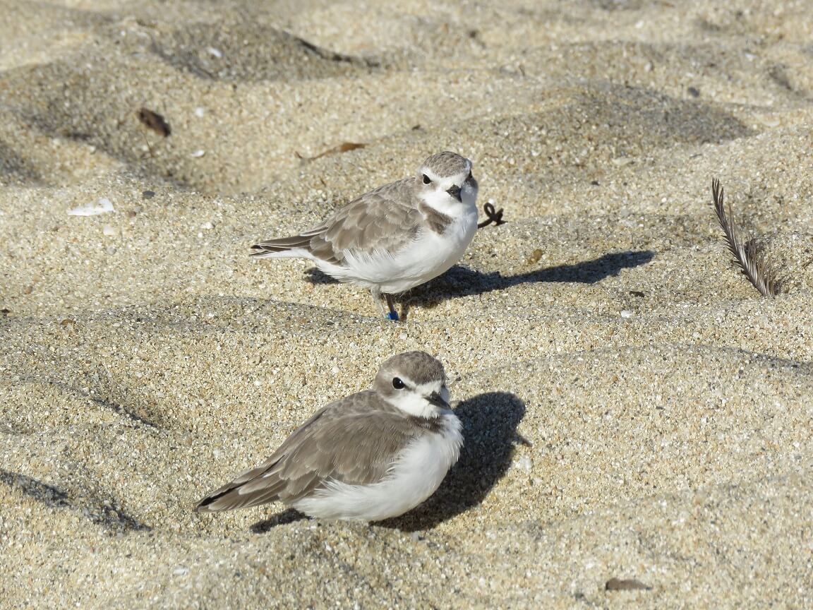 Snowy Plovers in the sand